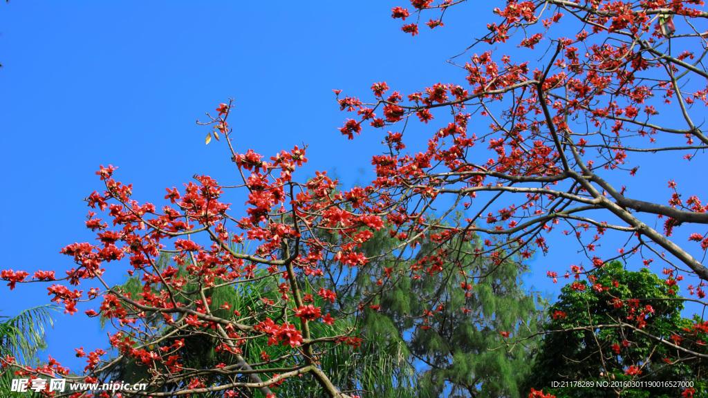 木棉花