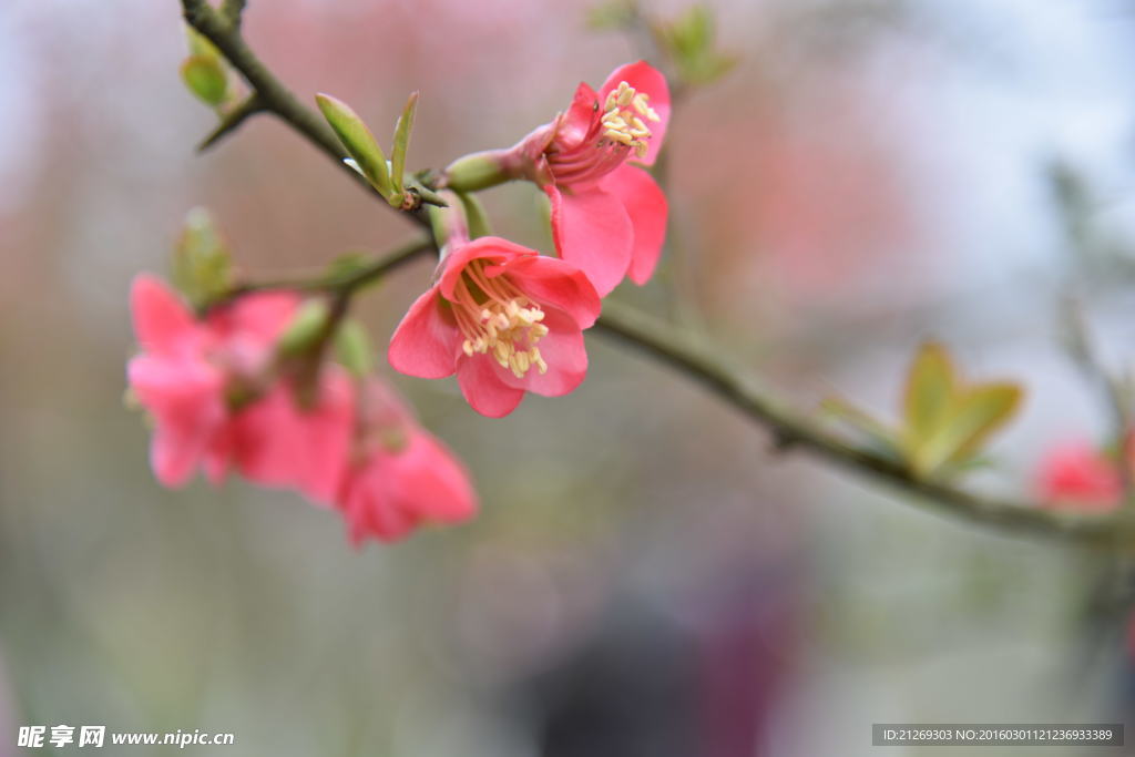 海棠花