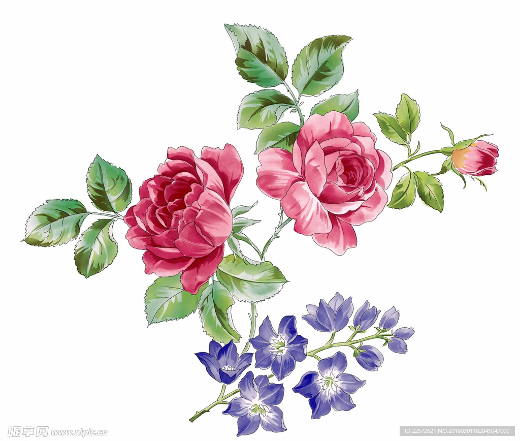 玫瑰花