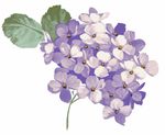 紫阳花
