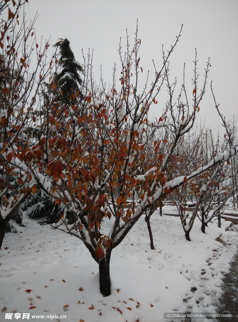 雪中樱花树