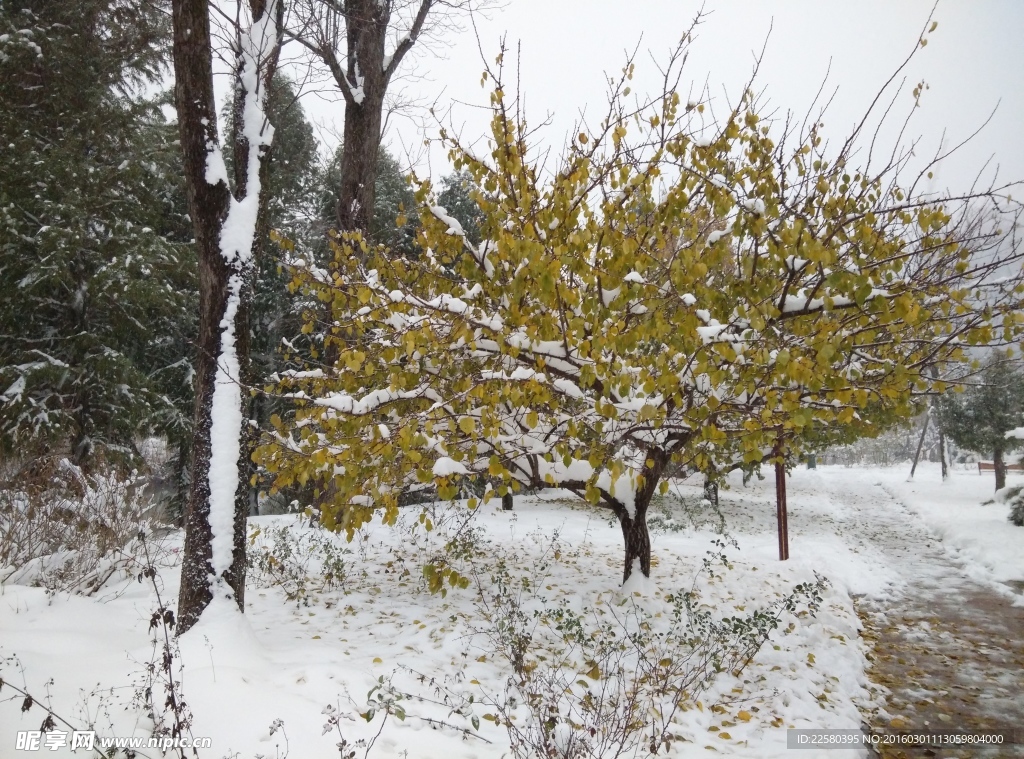 雪天的一株树