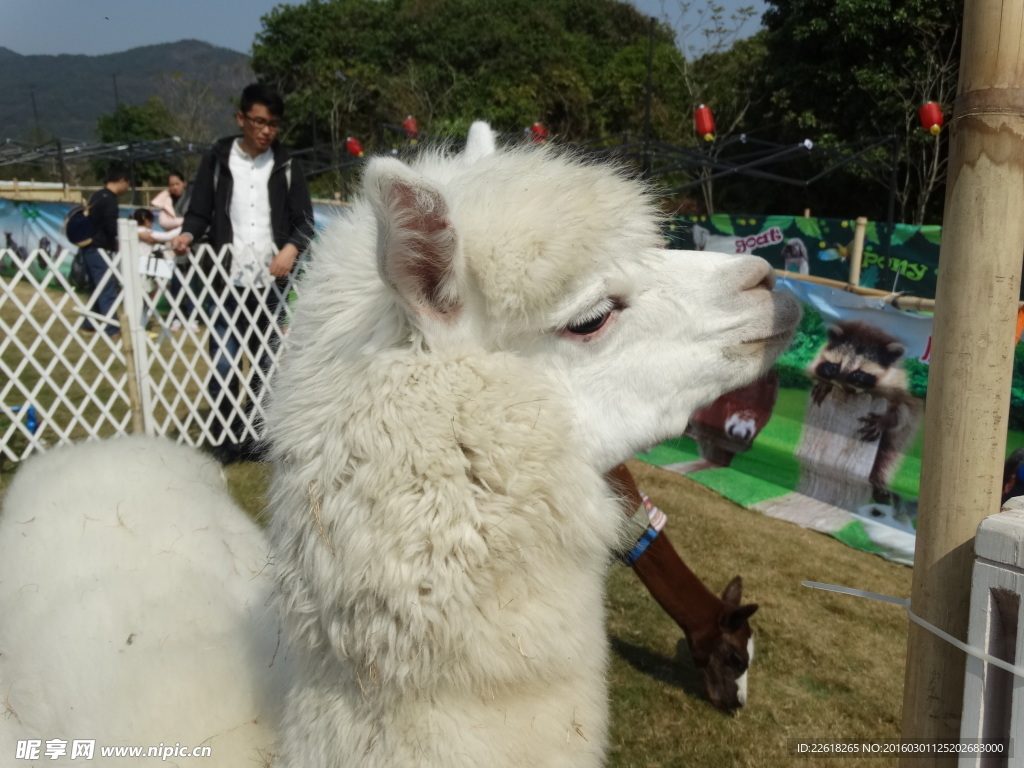 【浙江羊驼养殖基地羊驼幼崽价格性情温顺】价格_批发_厂家_参数_图片_特种兽畜 - 搜好货网