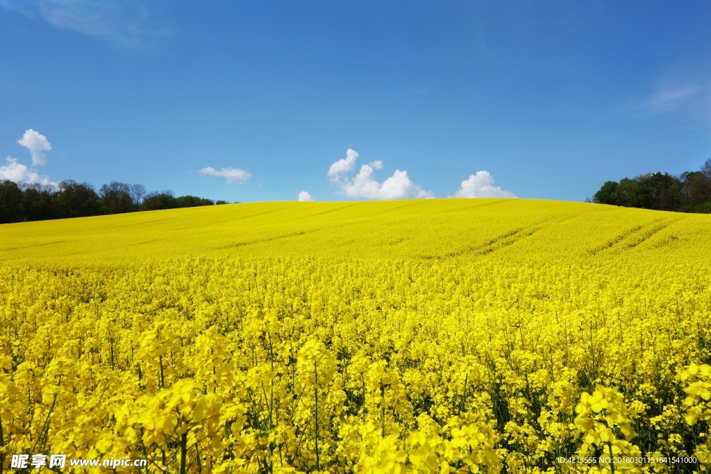 菜花 天空