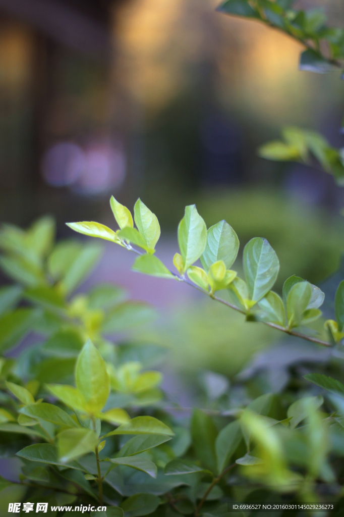 常绿植物