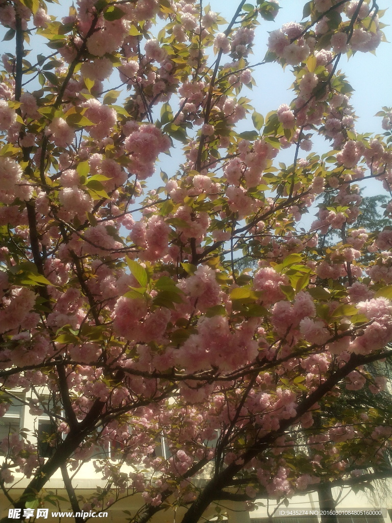 樱花