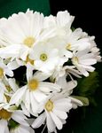 雏菊