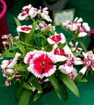 石竹花