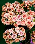 长寿花