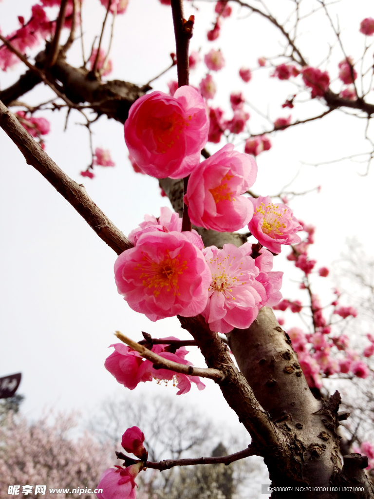 梅花