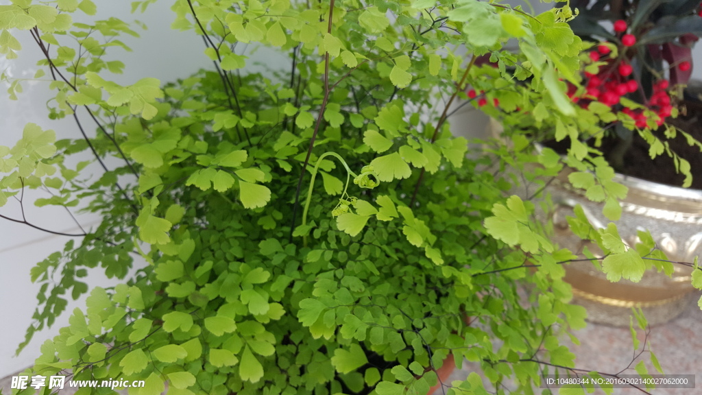 铁线蕨