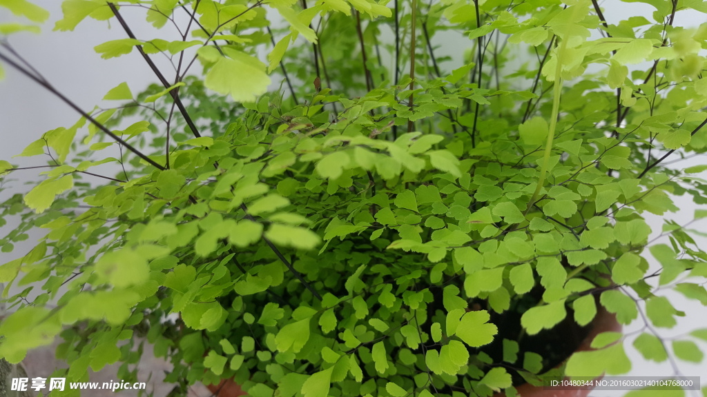 铁线蕨