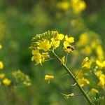 油菜花