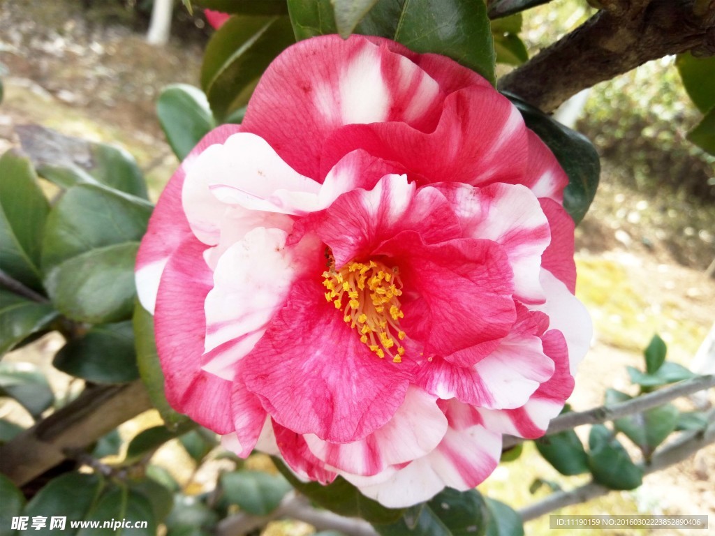 花露珍