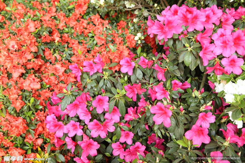 杜鹃花