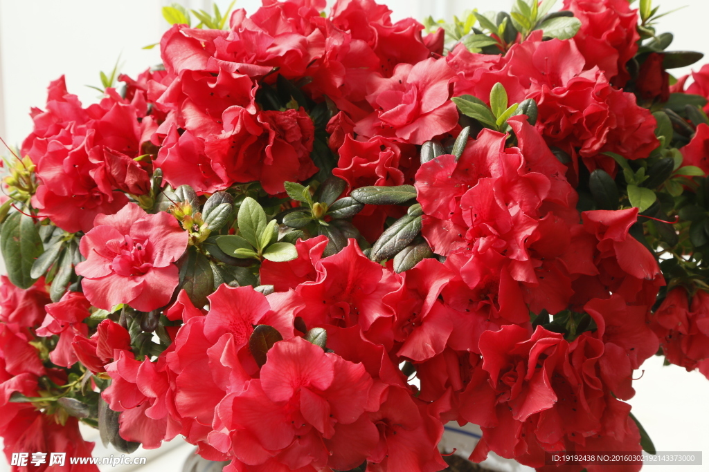 杜鹃花