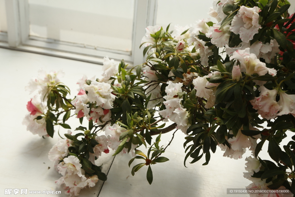 杜鹃花
