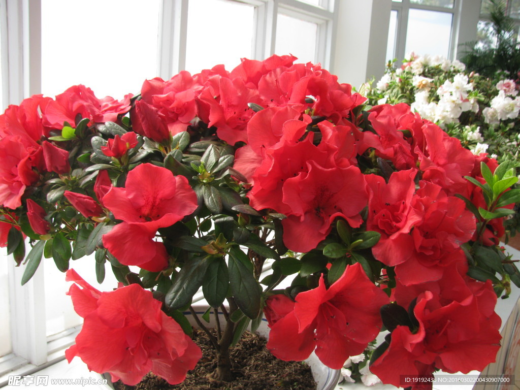 杜鹃花