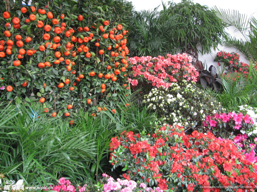 杜鹃花