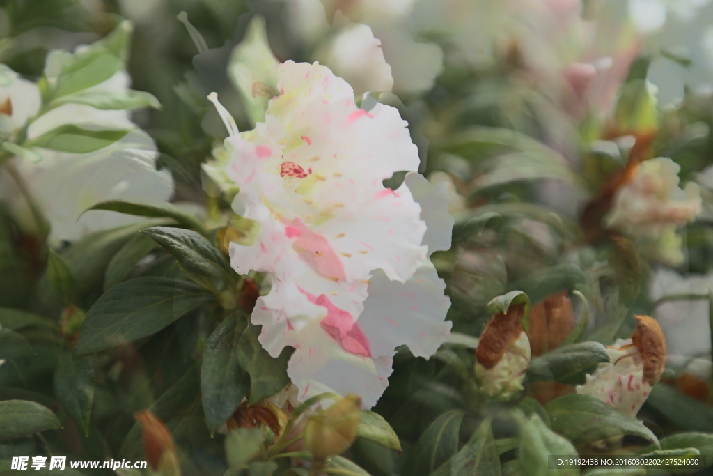 杜鹃花