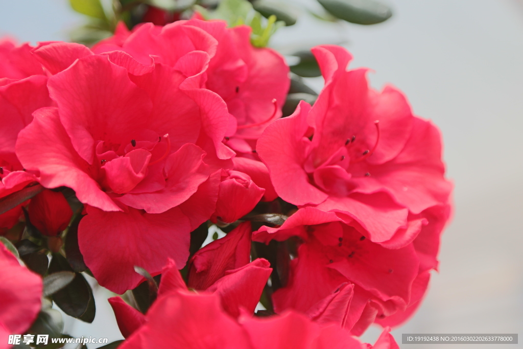 杜鹃花