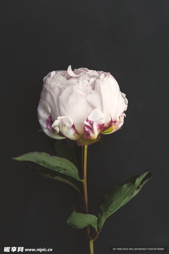 花卉