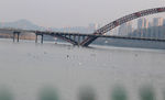 江上飞鸟