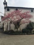 乡村景色