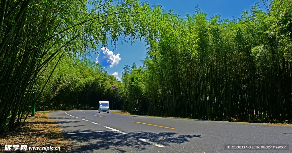 春景树林竹林