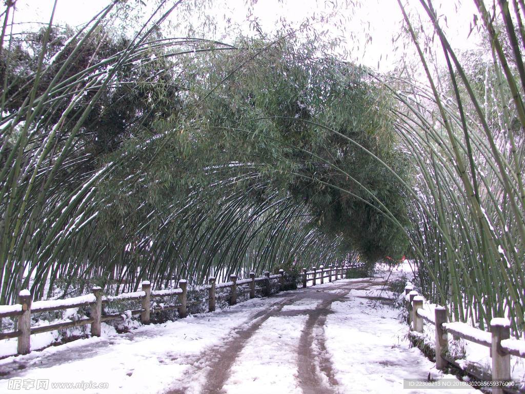 雪景