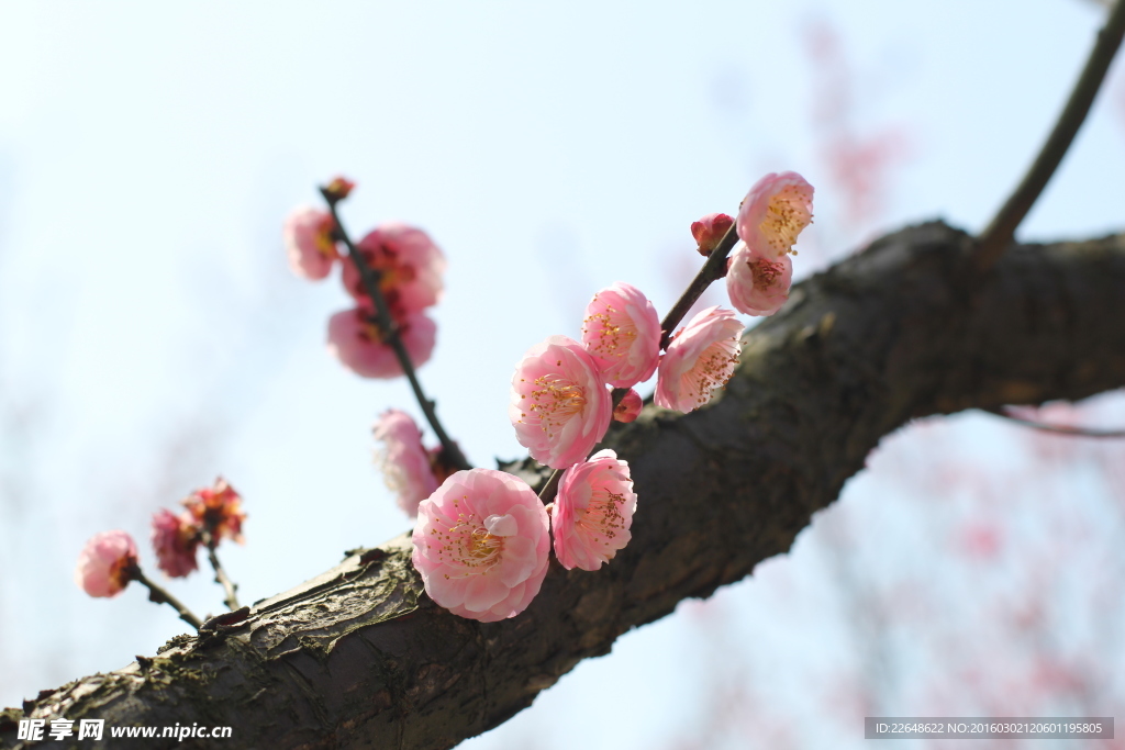梅花