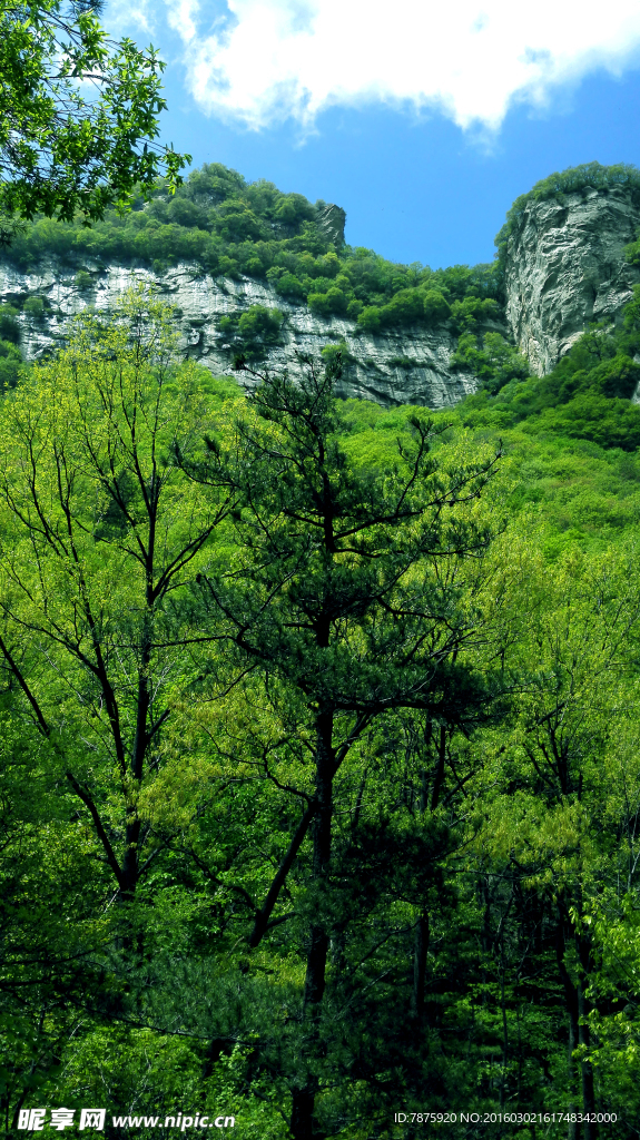 树林风景