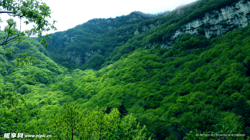 树林风景