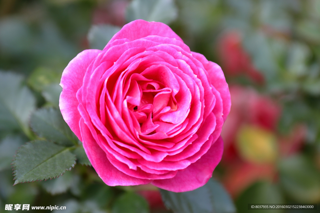 月季花
