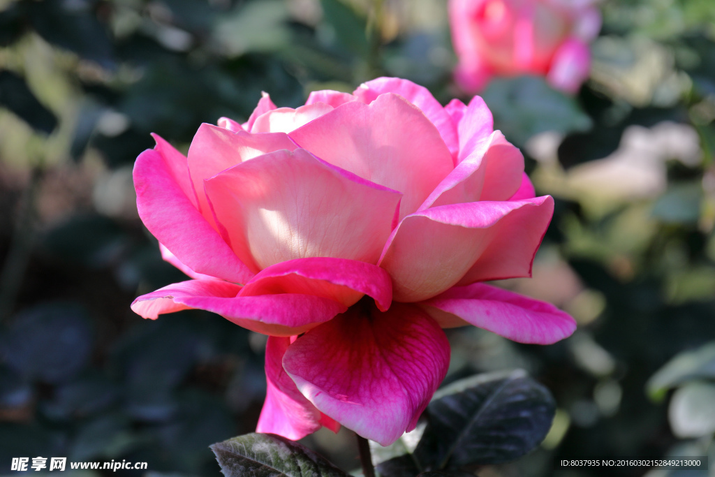 月季花