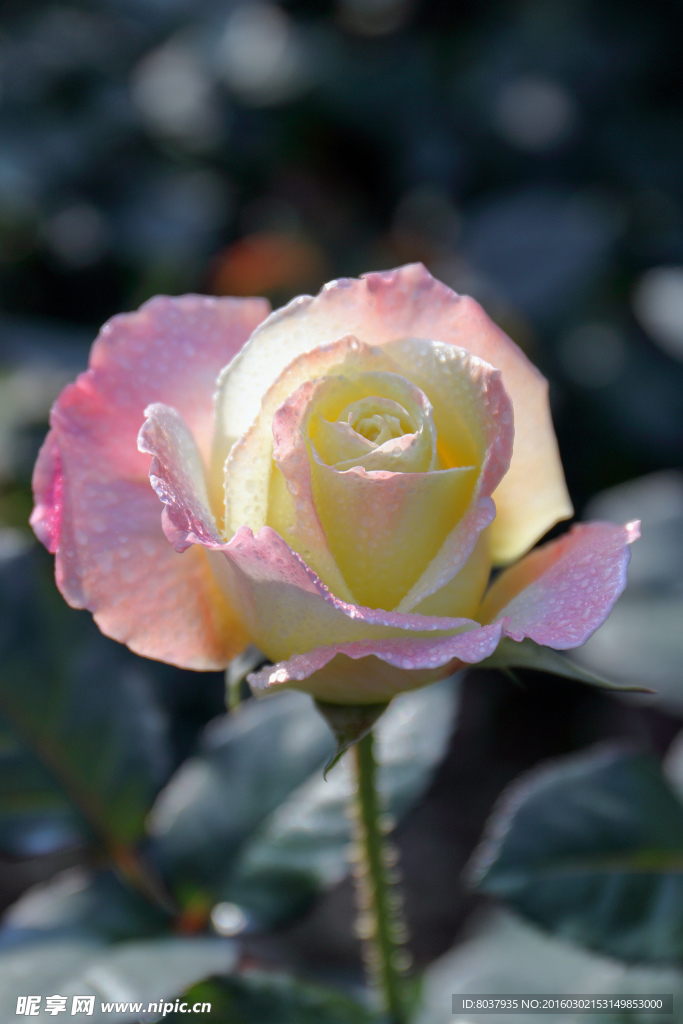 月季花