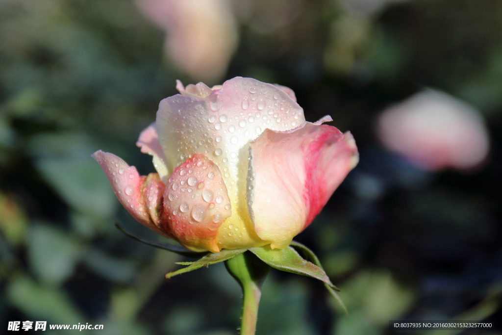 月季花