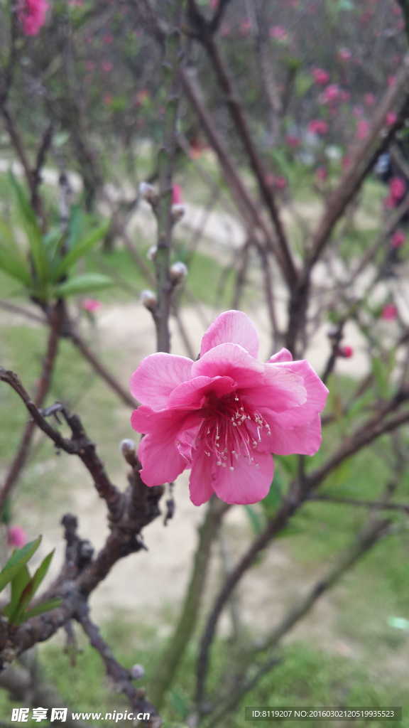 桃花