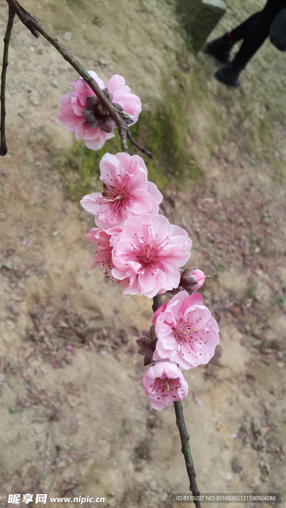 粉色桃花