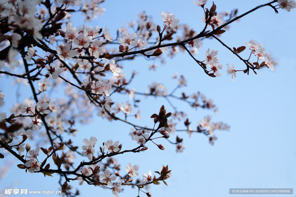 樱花枝