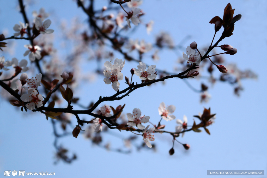 花枝