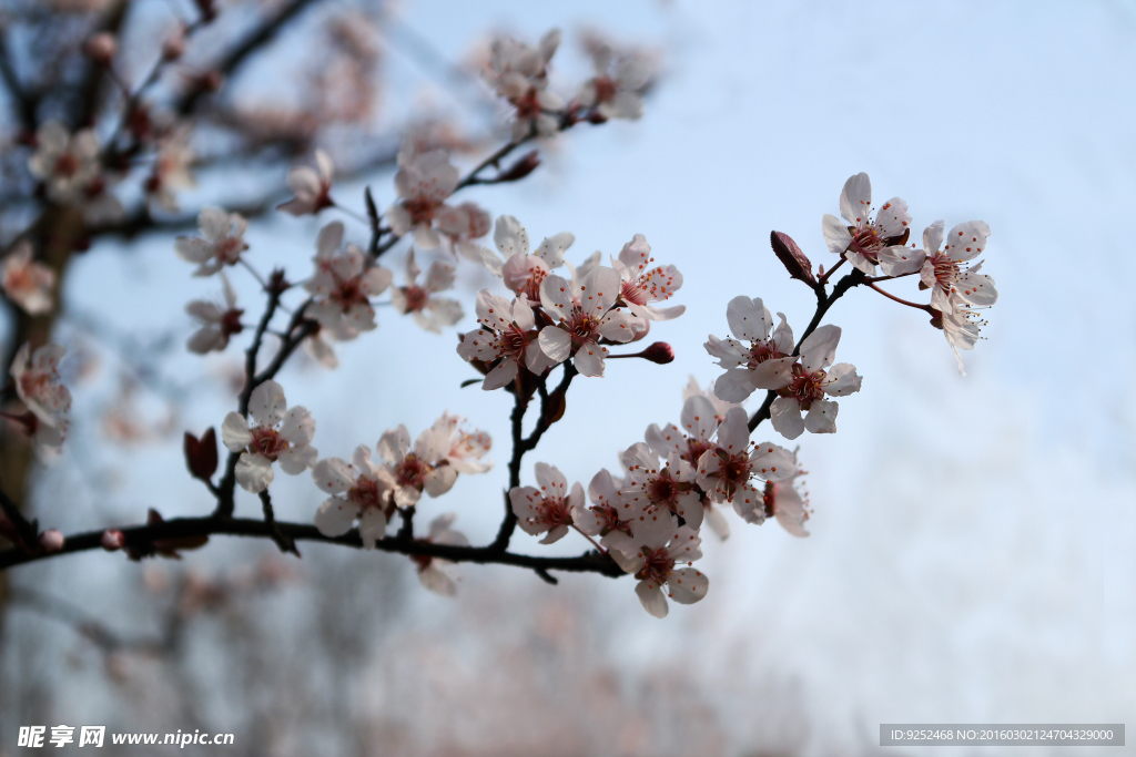 樱花树