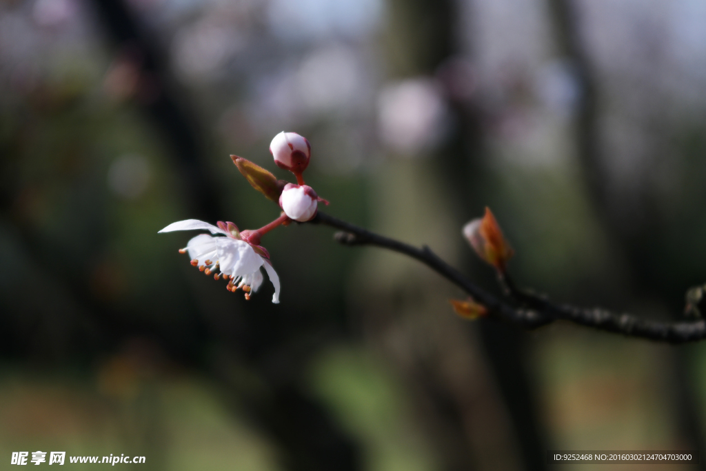 一枝花