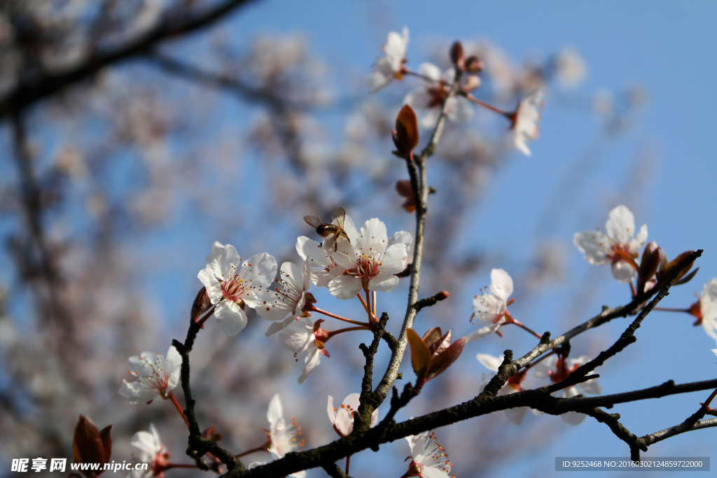 一枝花