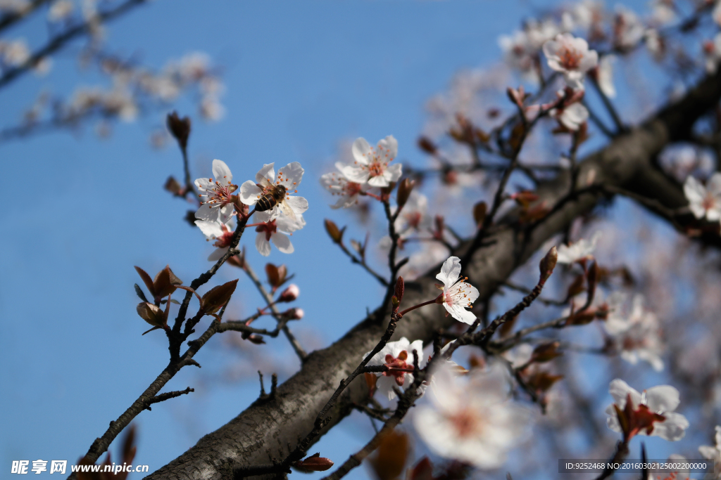 一树花