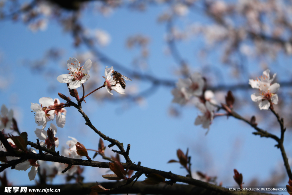 花树枝