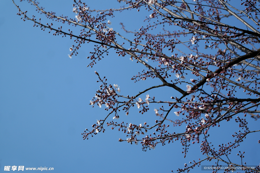 花树