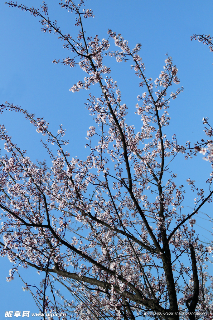 樱花树