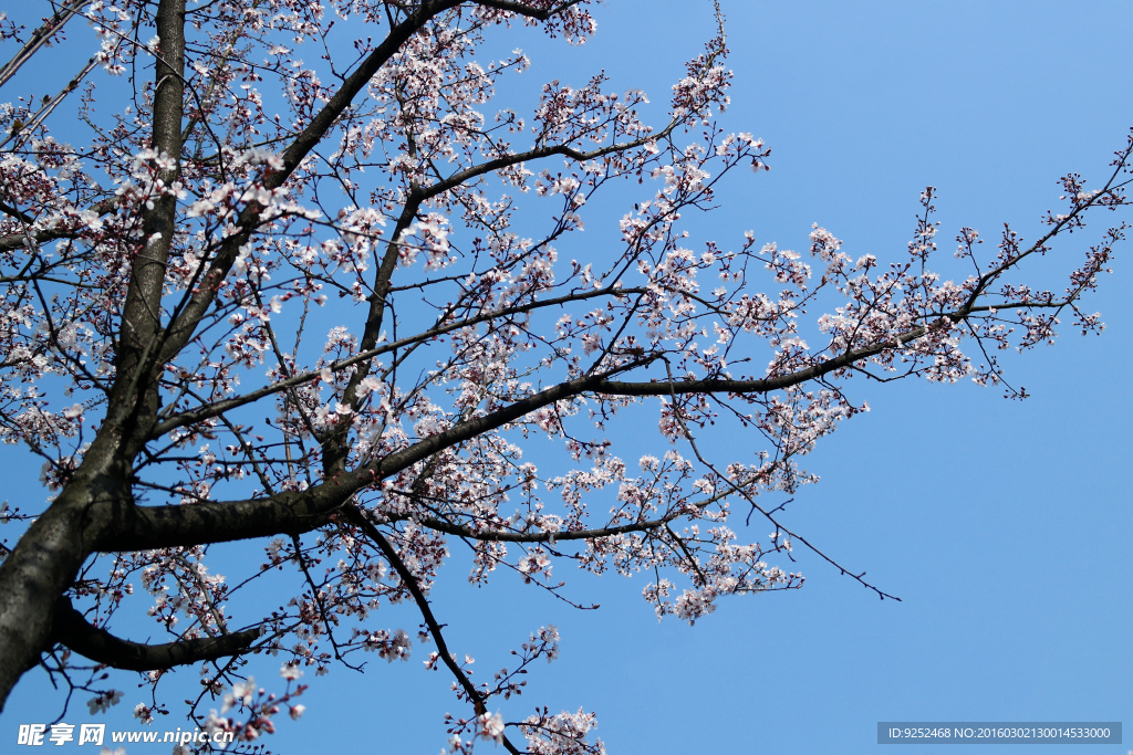 花树