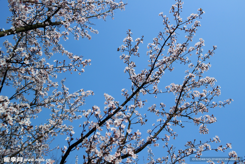 花树